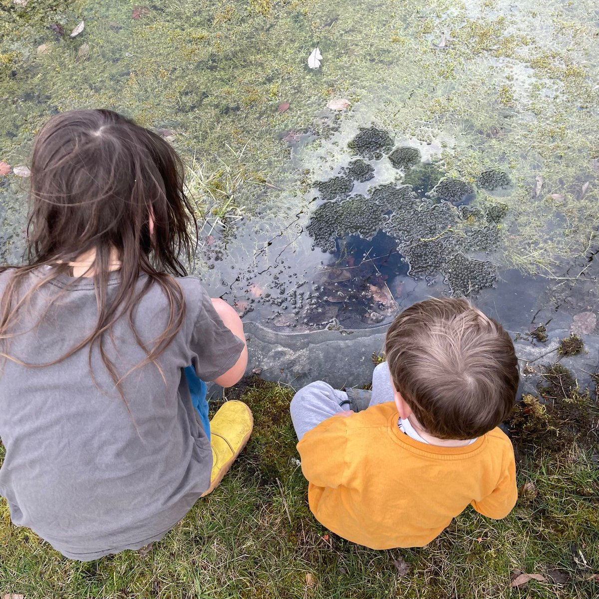 Summerwood Community Gardens tweet media