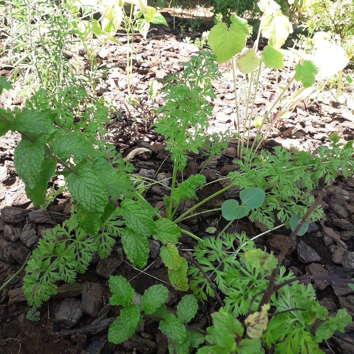 ArtistRomario's tweet photo. My herbs Rosemary & Thyme are growing well including my Carrots ๐ฅ๐ฅ๐ฅ๐ฅ๐ FERTILE LAND = NUTRI LIVING #vegepatch #permaculture #environmentalist #ecowarrior #gardening #soil SDG15
Teach children how to grow their own foods. SDG4 https://t.co/xxYDMc0H5K