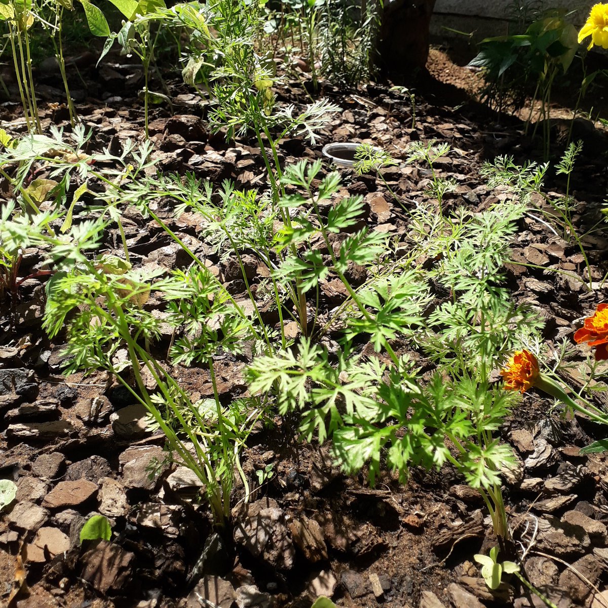 ArtistRomario's tweet photo. My herbs Rosemary & Thyme are growing well including my Carrots ๐ฅ๐ฅ๐ฅ๐ฅ๐ FERTILE LAND = NUTRI LIVING #vegepatch #permaculture #environmentalist #ecowarrior #gardening #soil SDG15
Teach children how to grow their own foods. SDG4 https://t.co/xxYDMc0H5K