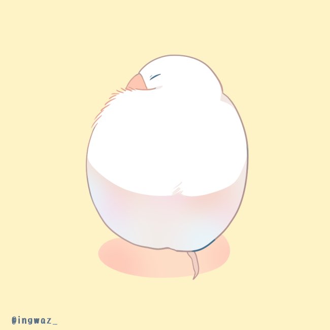 「すやすや
#buncho #javasparrow #文鳥 」|文/ 新木南生のイラスト