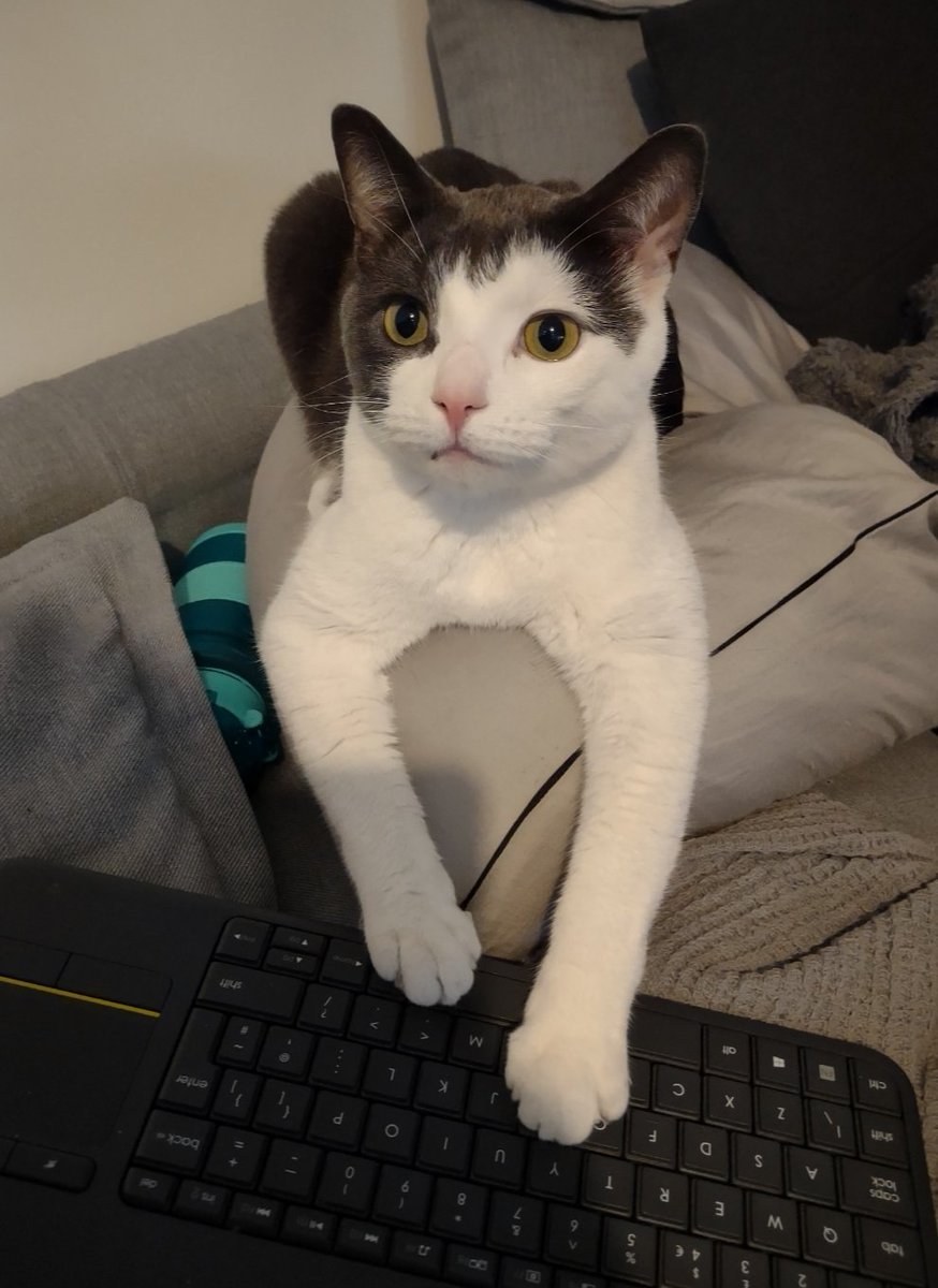 One of the cats has decided he wants to learn Salesforce Meowketing Cloud. #Markitten #SFMC