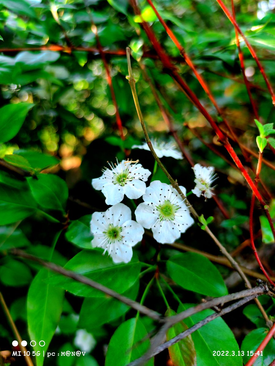 iam_ManavSingh's tweet photo. Common name : Callery Pear
Pahadi name. : Kainth ka phool
Generally found in jungles of himachal
#NaturePhotography #Flowers
#wildlifephotography #autman
pc : @iam_ManavSingh https://t.co/8LQ4riUIV8