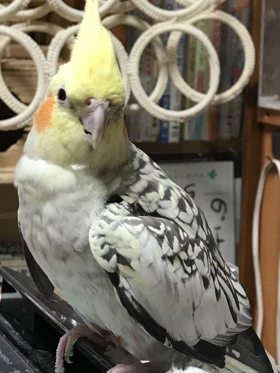 AslwFm's tweet photo. たーちゃん、ごーちゃんがいてくれたら、他には何もいらない。どこにも行けなくてもいい。
いてくれれば、それだけで幸せ。

本当にいい子達なの。
咬まないし、激しく怒ったり鳴いたりしなくて穏やかで…。遊ぶの大好きで…。
どこかにいるとしたら、すごく飼いやすいと思う。

やっぱり逢いたいな。 https://t.co/ZqopQynlgt