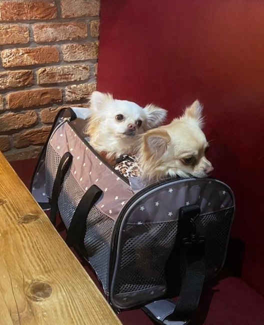TheFaberFox's tweet photo. 🐶 "Excuse me, sir? Could we get a pint? ⁠ Since you are at it, how about a Roast?"⁠
⁠
Bring your furry friends and treat them to a succulent Doggie Roast⁠ 😍⁠ https://t.co/31donX0s9T