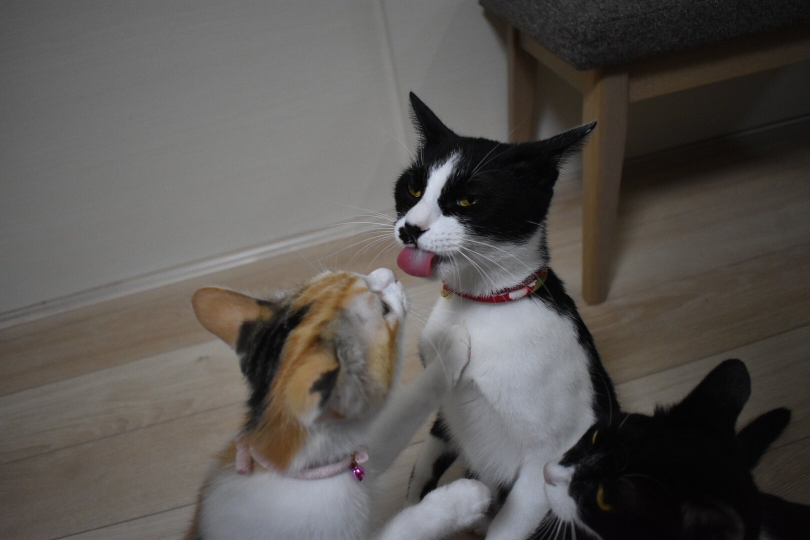 おもしろ猫 Twitter Search Twitter