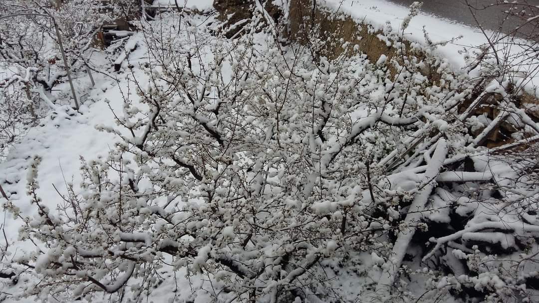 Açik alandaki bu CAN ERİKLERİ nisan 15 inde pazarlarda olur inşallah. 
"Türk milleti çalışkandır, zekidir."
Fantazi yapıp üretim edebiyatıyla moralleri bozmayın yeter.
Piyasayla pazarla oynamayın. Piyasada var, pazarda var herkese yetecek eriğide verir rabbim. Afet olmasın yeter