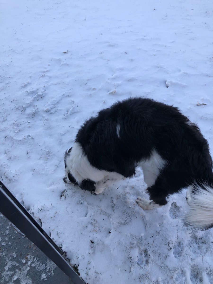 Brooks has fresh water and food inside but can’t stop eating the snow ❤️