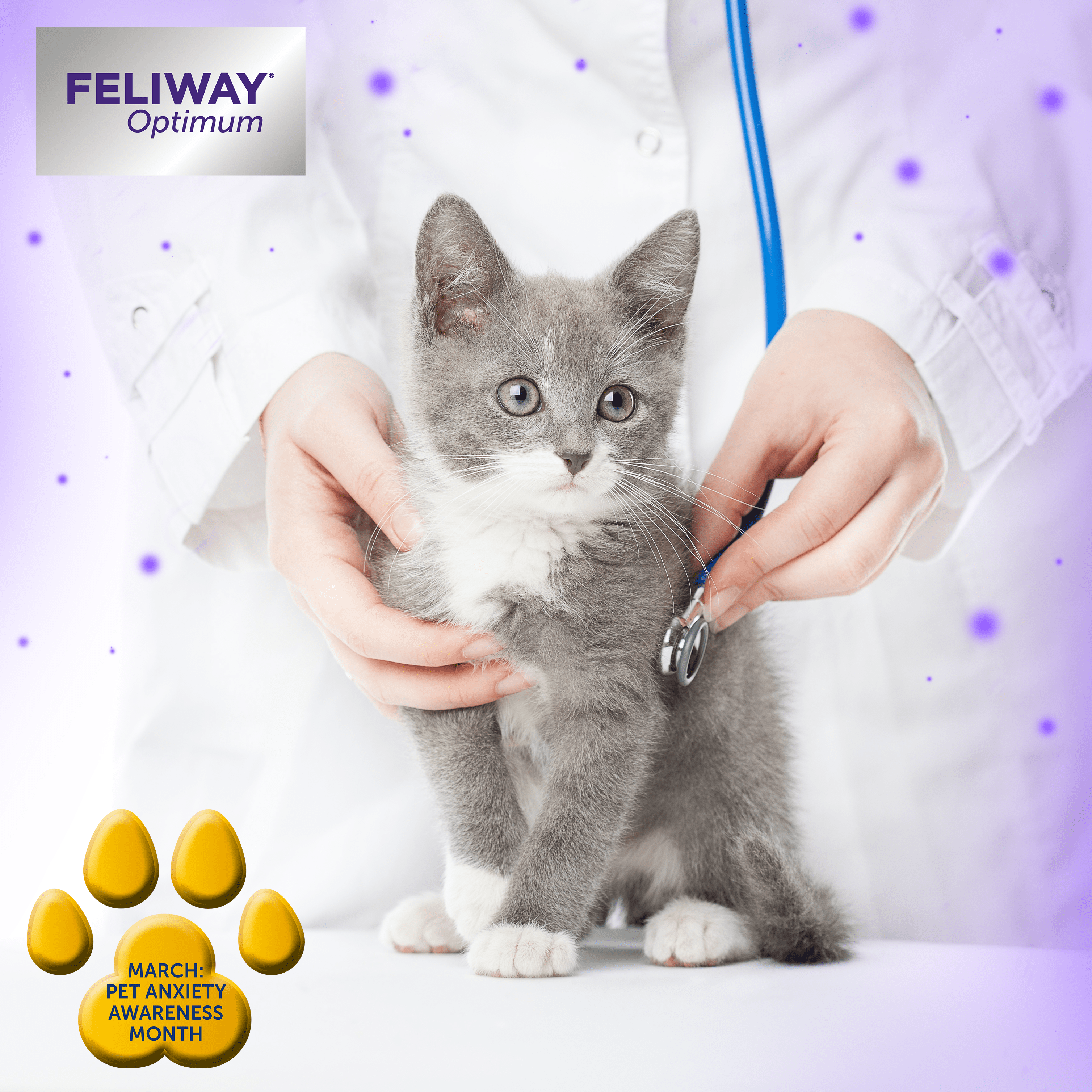 Feliway anxiety cheap