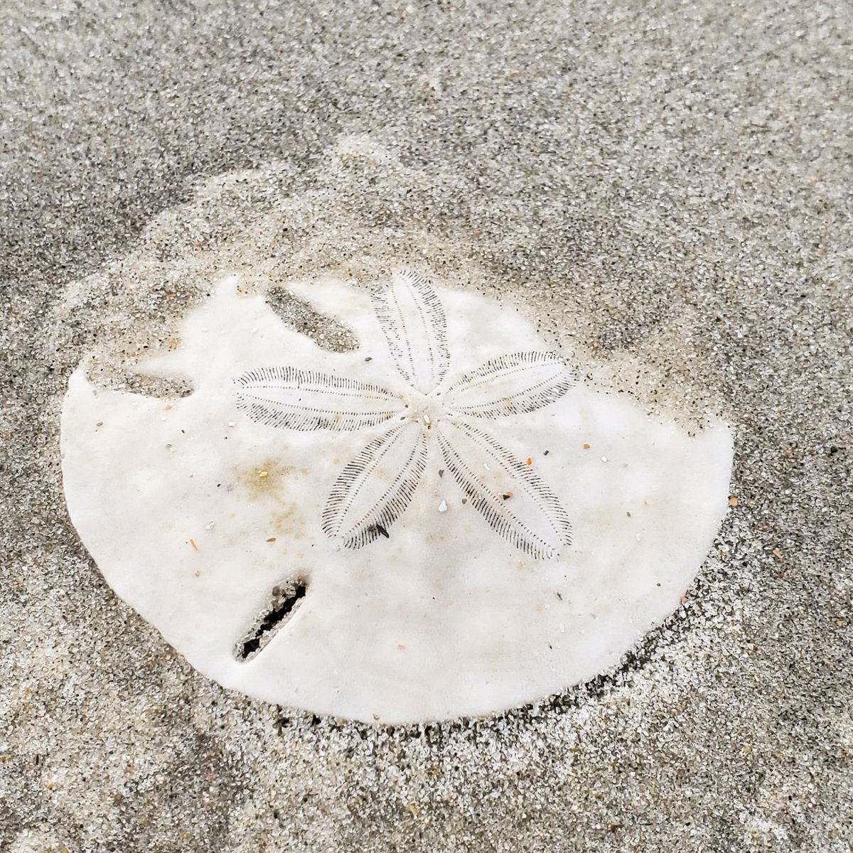ocracokevillage's tweet photo. Happiness on a Sunday! ๐ #visitocracokeisland #ocracoke #sanddollar #shelling #outerbanks #obx #nc #ncshells https://t.co/ZlR587cTV3