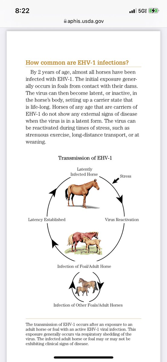 @justeqthings Unfortunately horses can be asymptomatic lifelong carriers of EHV 😐