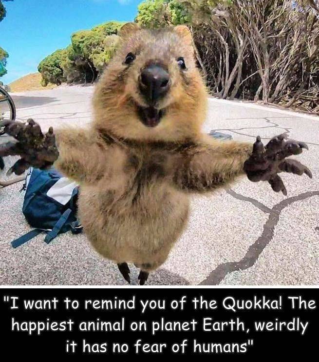 We all need a Quokka!