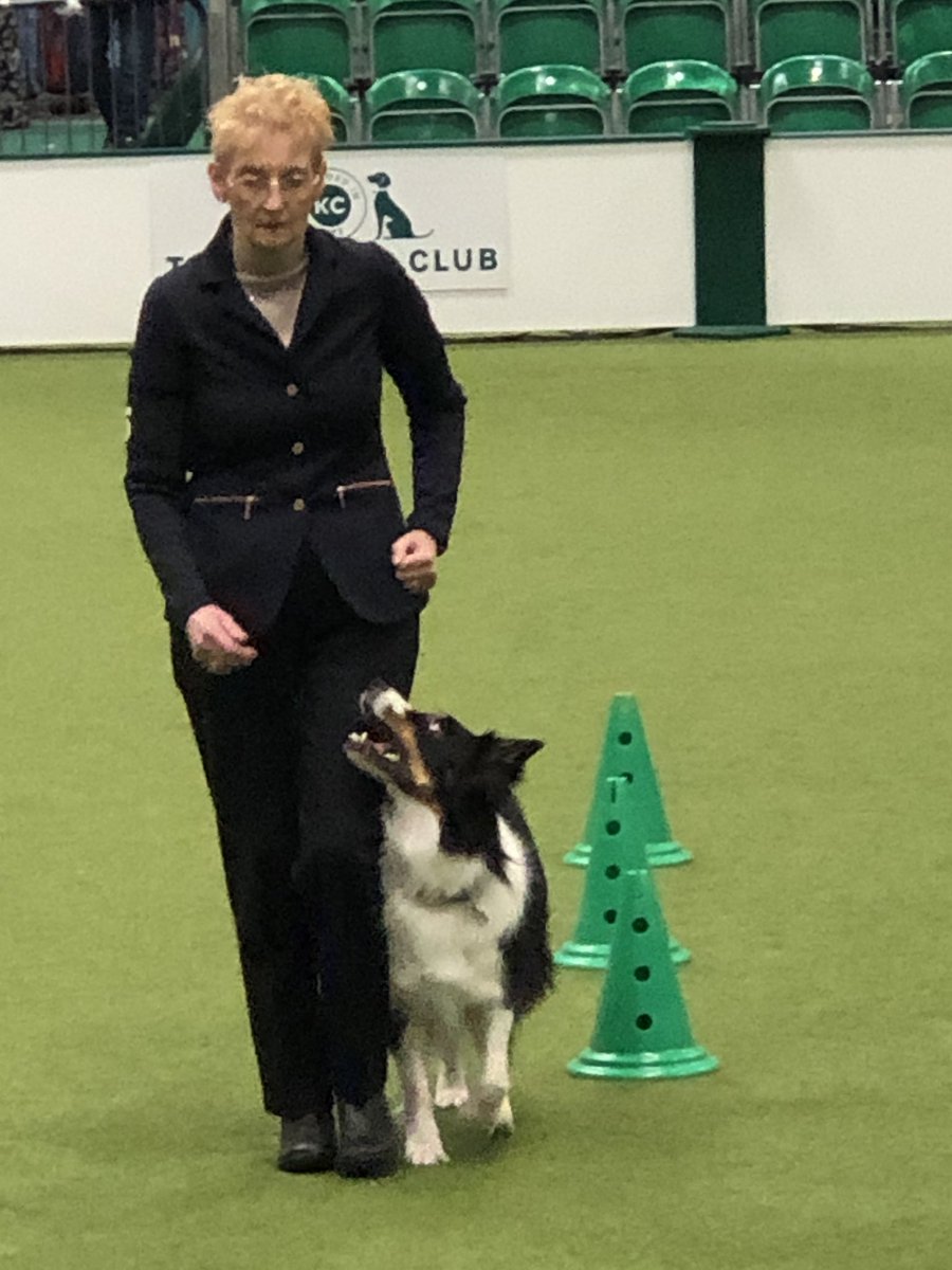 ml_knowles's tweet photo. Championship bitch going into the weave  #Crufts2022 #Crufts @ObedienceUK https://t.co/0rEpYvrWSM