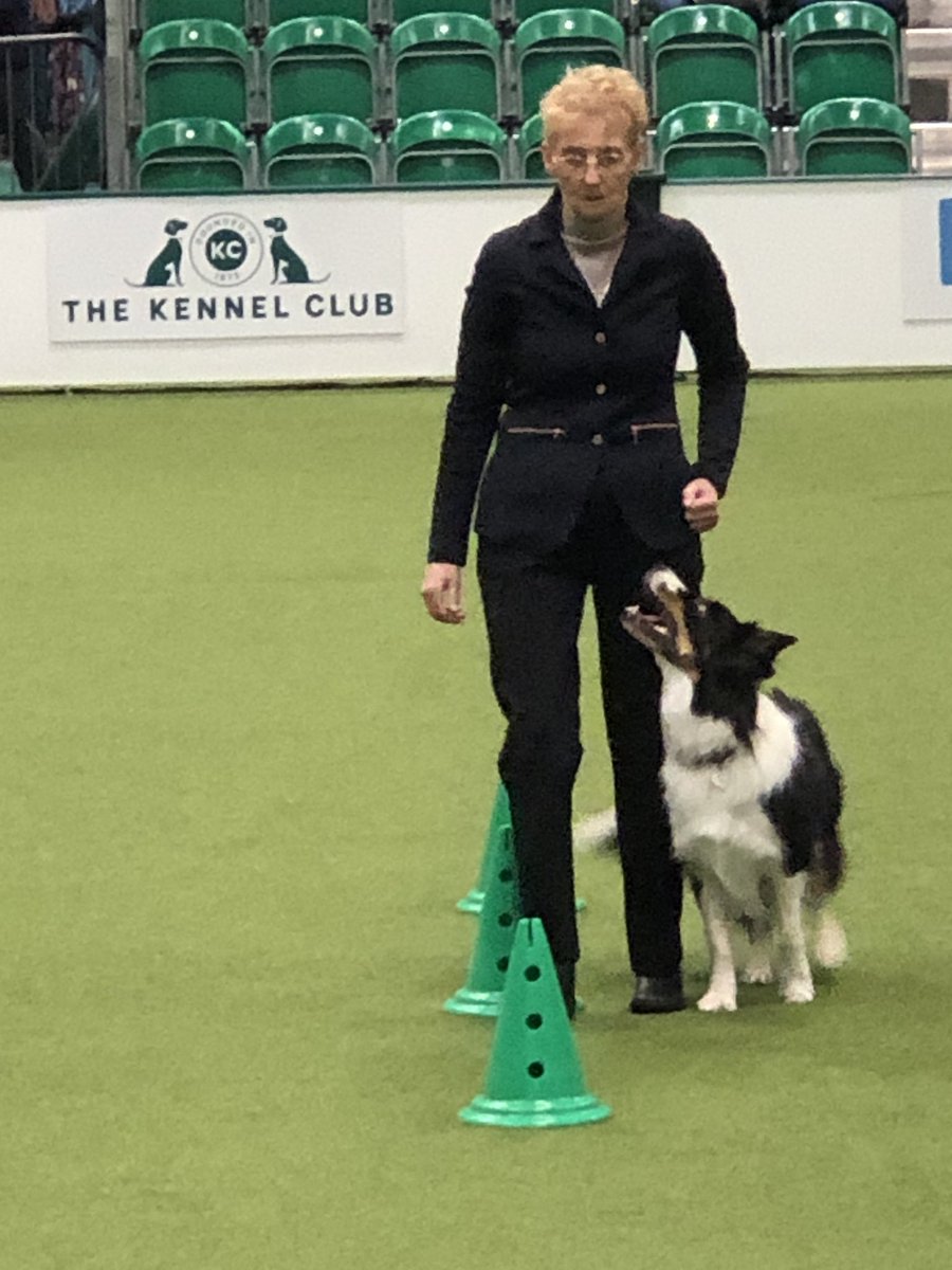ml_knowles's tweet photo. Championship bitch going into the weave  #Crufts2022 #Crufts @ObedienceUK https://t.co/0rEpYvrWSM