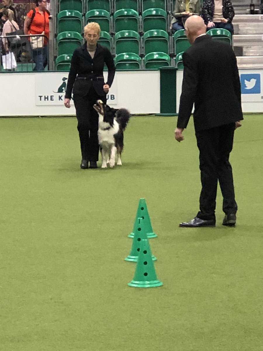 ml_knowles's tweet photo. Championship bitch going into the weave  #Crufts2022 #Crufts @ObedienceUK https://t.co/0rEpYvrWSM