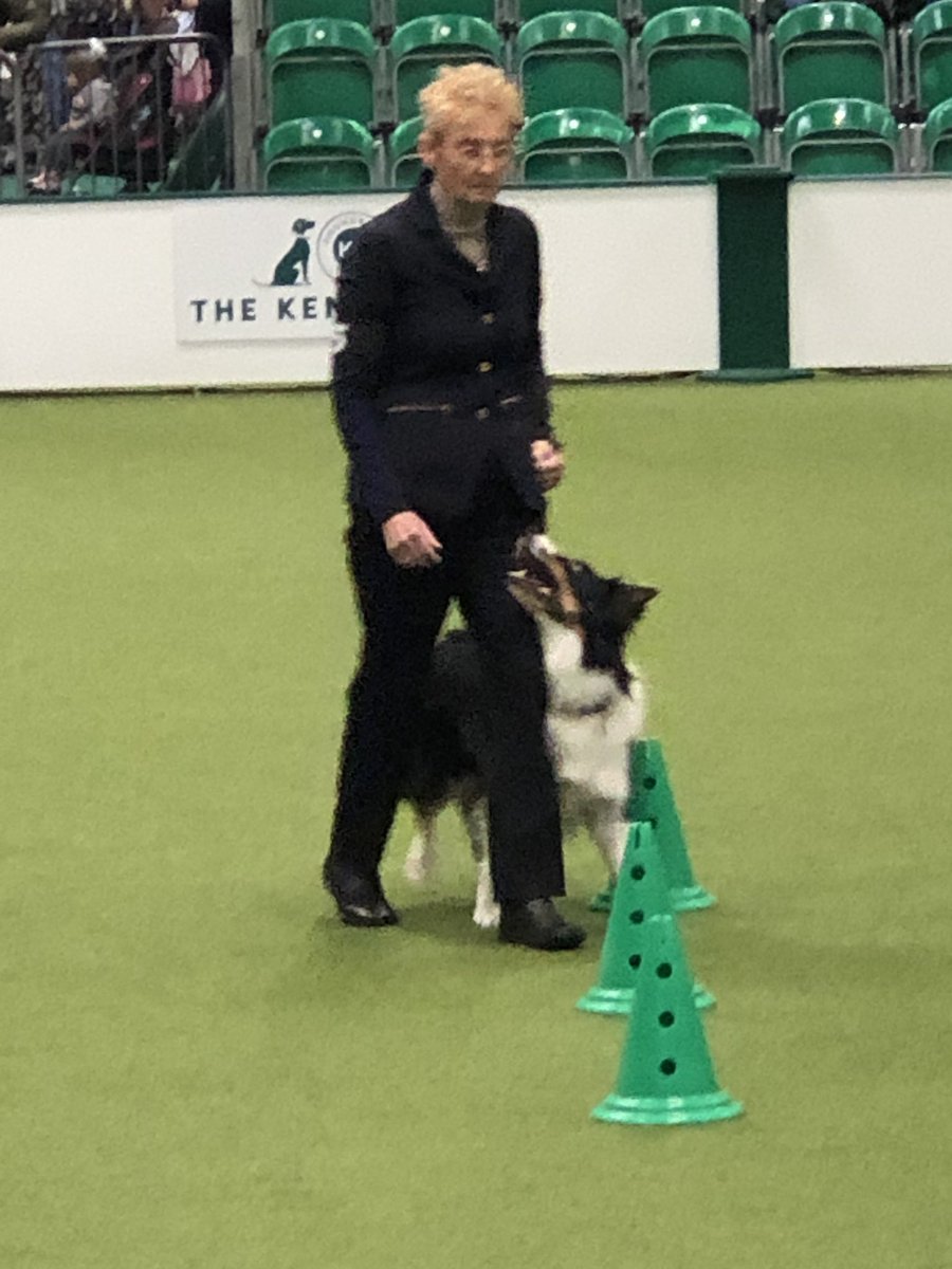 ml_knowles's tweet photo. Championship bitch going into the weave  #Crufts2022 #Crufts @ObedienceUK https://t.co/0rEpYvrWSM