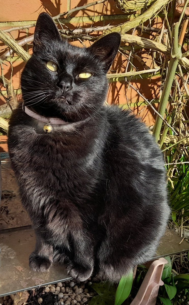 Susan's #CatOfTheDay is Treacle.

Thank you <a href="/annakristina95/">Anne Sharples</a> for sharing this pic!