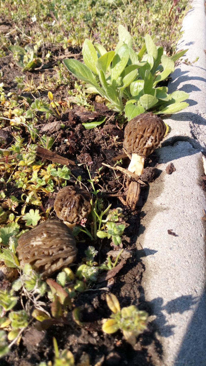 LX8111's tweet photo. April 2021
#Spitzmorchel #MorchellaElata #Pilze #Mushroom #Fungi in my garden. #Garten #Garden https://t.co/UwcLkzQQdN