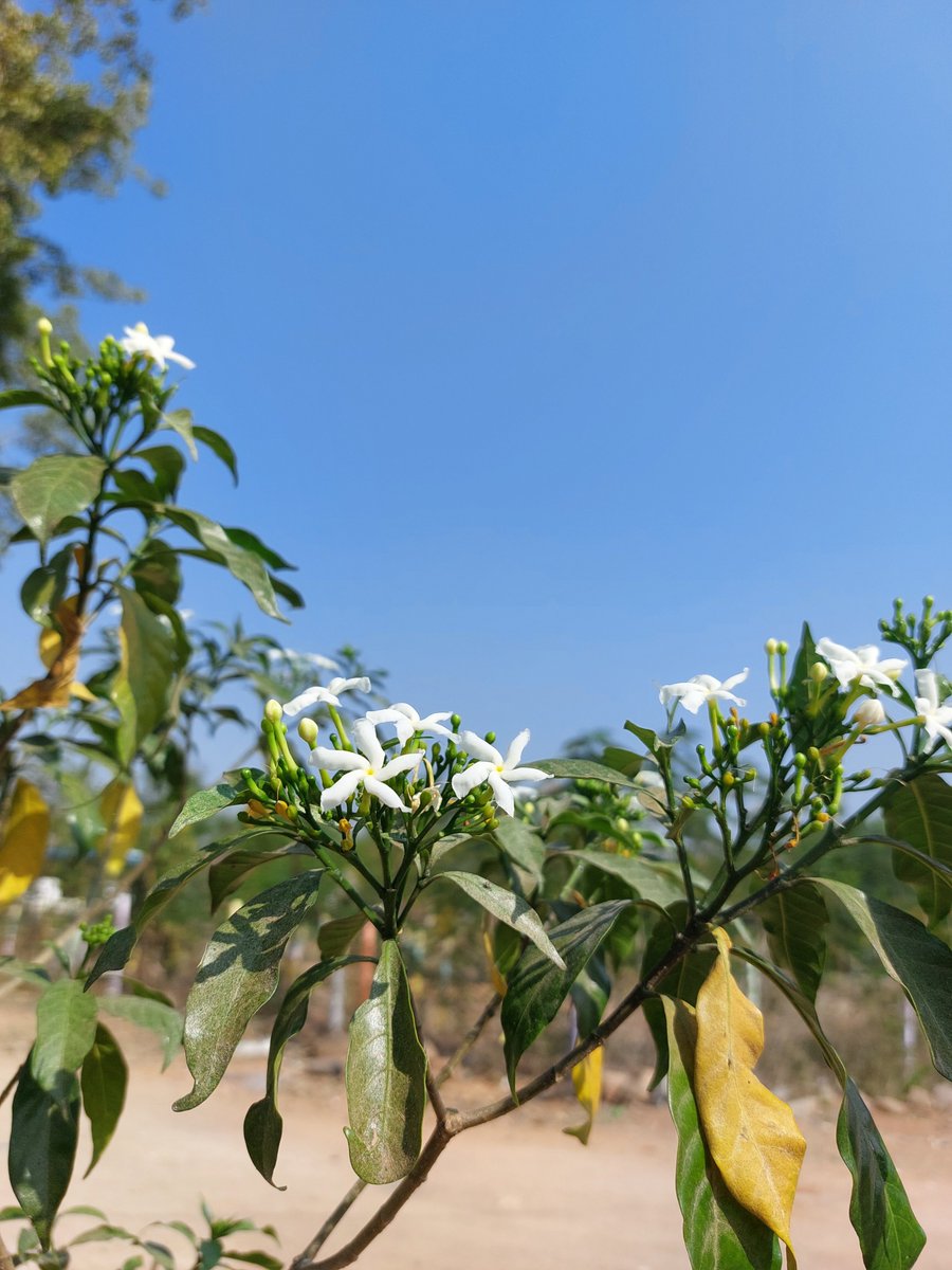 Everything that is beautiful and amazing on the planet comes from rich organicSoil.Sadly,they are depleted to a point where it has become sand and if this continues there will be acute food shortages in the coming years.Lets not head there.Lets #LeLeLeLeLe #soil #SoilSong