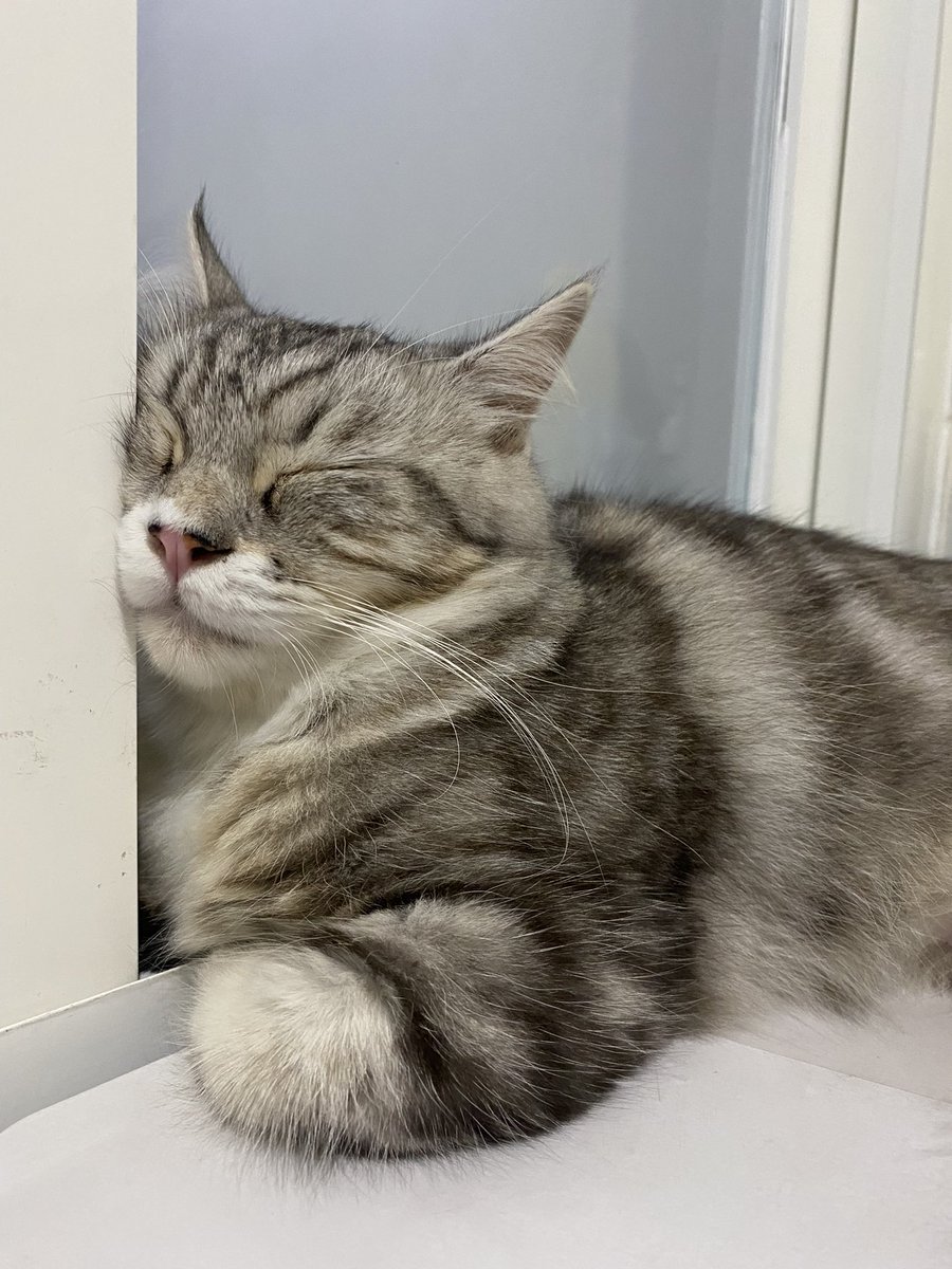 gimbulie's tweet photo. Kalo tidur selalu nemplok jendela🤡 https://t.co/uMGwbz6kBM
