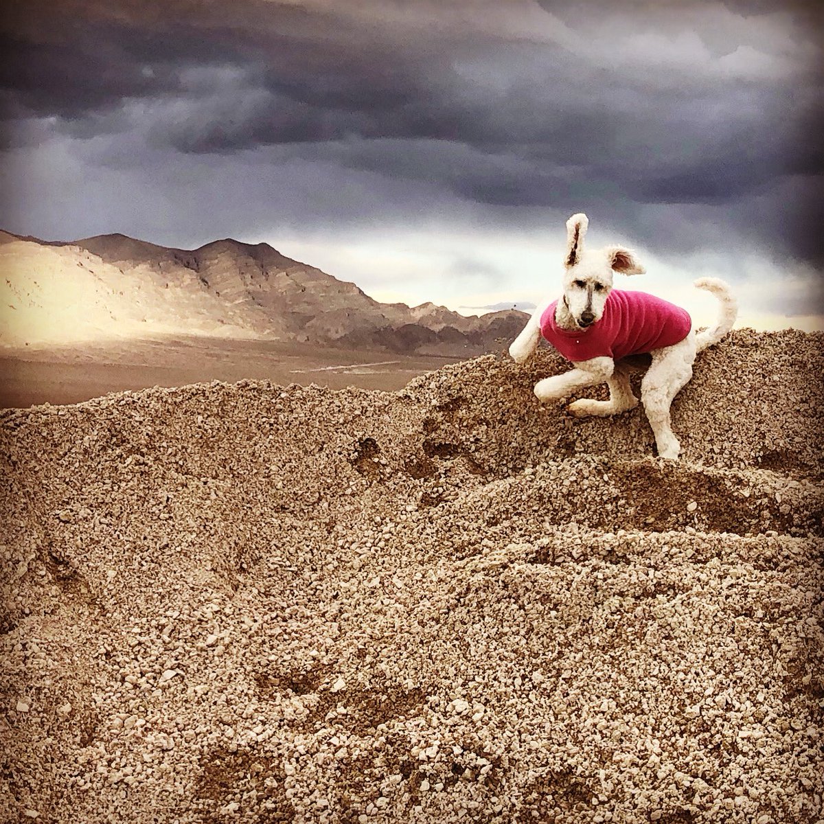 Author Mallory Hawthorne tweet media