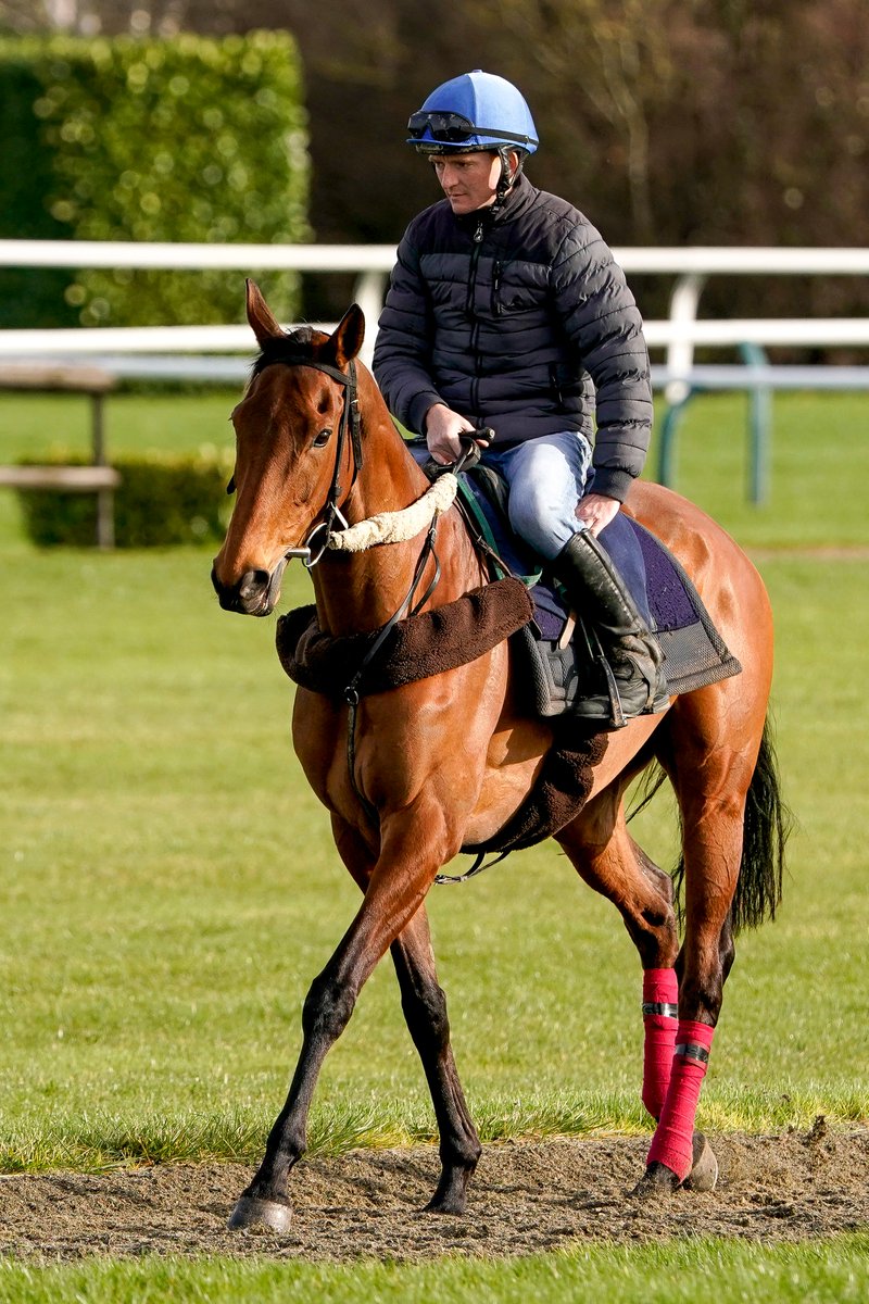 AtTheRaces's tweet photo. Honeysuckle has arrived at Cheltenham! 🤩 https://t.co/XTvkh63UNK