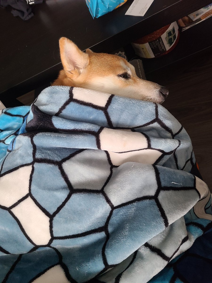 ShibHaru's tweet photo. Yesterday was my very first birthday!!!! But mommy is sick and daddy is out of town 🥺 mommy tried to get good pics and play with me but we decided to cuddle and sleep all day instead, she said we'll try to go to the park when daddy gets back 😁 #dogsoftwitter #puppies #shibainu https://t.co/poJfVxcpwo