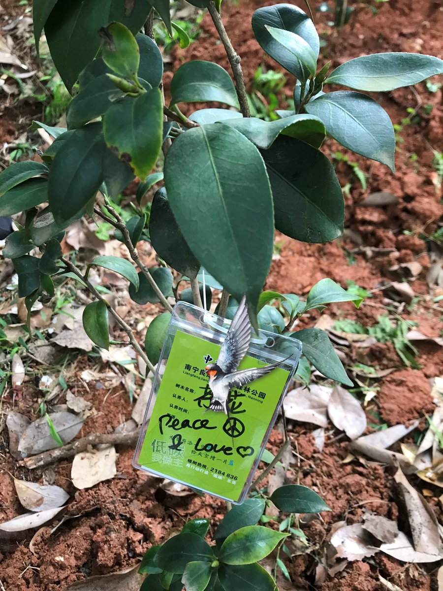 ProsperityKenia's tweet photo. The Seedling ๐ฑ๐๏ธ๐ณ
๐๏ธ๐๐22ยฐ49โฒ00โณN 108ยฐ19โฒ39โณE๐
๐ธ๐ผ๏ธยฉ๏ธ yZ๐ธ๐ดโโ ๏ธ โค๏ธโ๐ฅโฎ๏ธ
#Sunday2ยณ๐โช๐๏ธโซ๐โฉ๐โฌ๐ https://t.co/704CIetPp0