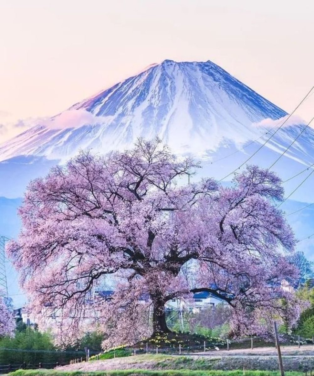 torarelaxtime's tweet image. 🌸🌸🌸🌸🌸🌸🌸🌸🌸🌸🌸🌸🌸
The cherry blossoms
              have begun to bloom
🌸🌸🌸🌸🌸🌸🌸🌸🌸🌸🌸🌸🌸

#NaturePhotography 
#CherryBlossoms 
#BeautifulSpring