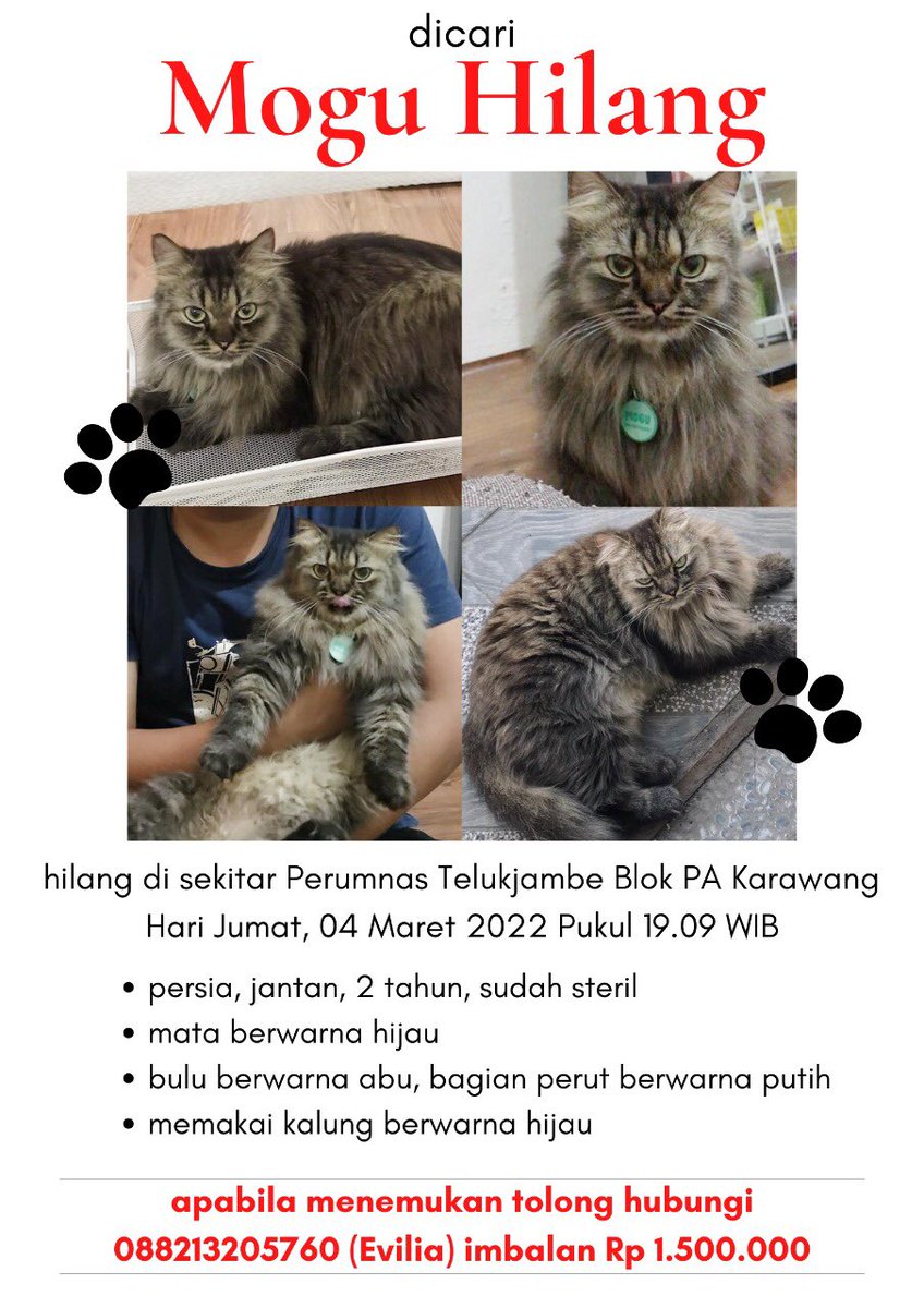 KochengFess v1 tweet media