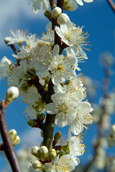 Fruit tree flowering times are changing and citizen scientists are needed to collect this much needed data🍎🍐🍒

Please share this post and find out more information and how to record your findings here reading.ac.uk/news/2022/Rese…

#BritishScienceWeek
