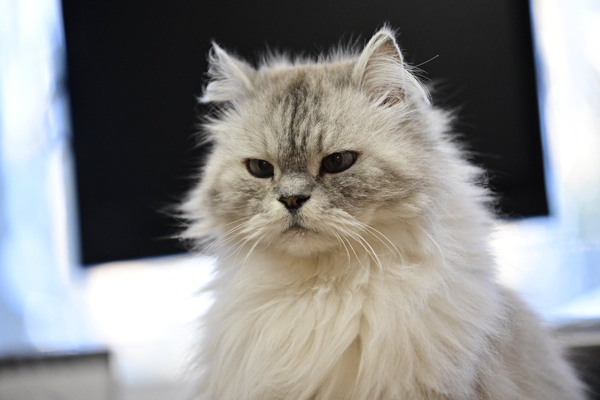 DexterCat4's tweet photo. My Bro, Dino. He's fluffy. https://t.co/OoRF1JFxcC