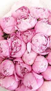 DuEnvironmental's tweet photo. I welcome the new DU Environmental
Zakirah Fields ( Secretary) 
Zakirah is a Sophomore Biology major from Memphis,TN. Zakirah’s favorite flower is a peony. 
#plantaflowerday https://t.co/D06UPOjjCL