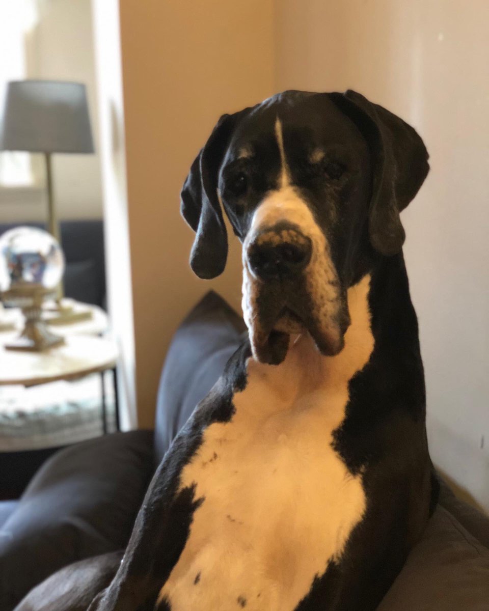 DukeTheDane's tweet photo. Big birthday weekend!!

Yesterday, Eleanor turned 2!! ❤️❤️

And tomorrow would have been Duke’s 10th birthday. 💙💙

Happiest of birthdays on heaven and earth ❤️🌈💙 https://t.co/kHvAXOUJVE