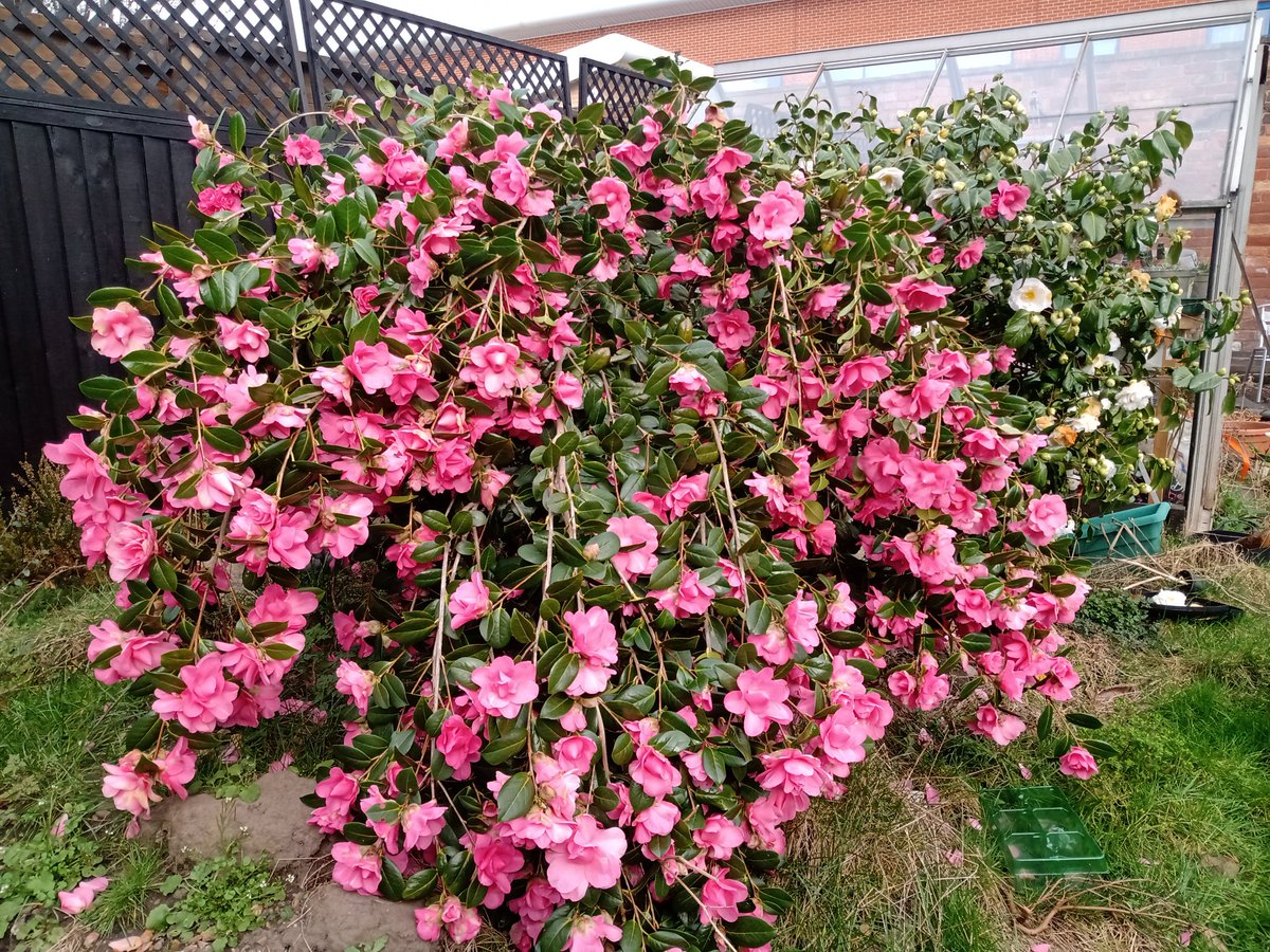 Just catching up on #GardenersWorld.  Our Camellia is overloaded this year. Any advice on pruning this into a tree shape? <a href="/GWandShows/">BBC Gardeners World</a>