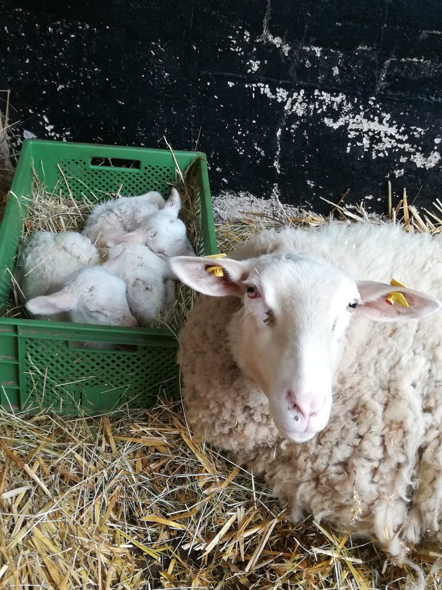 dailysheep1's tweet photo. Post prandial nap
@Amanita62962703 1.3 https://t.co/jyLBuO0VDV