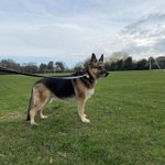 Photo by RPDEva 🐕 & RPD Ivy 💣 PD Maisy 💣 (@EvaDaBitch)