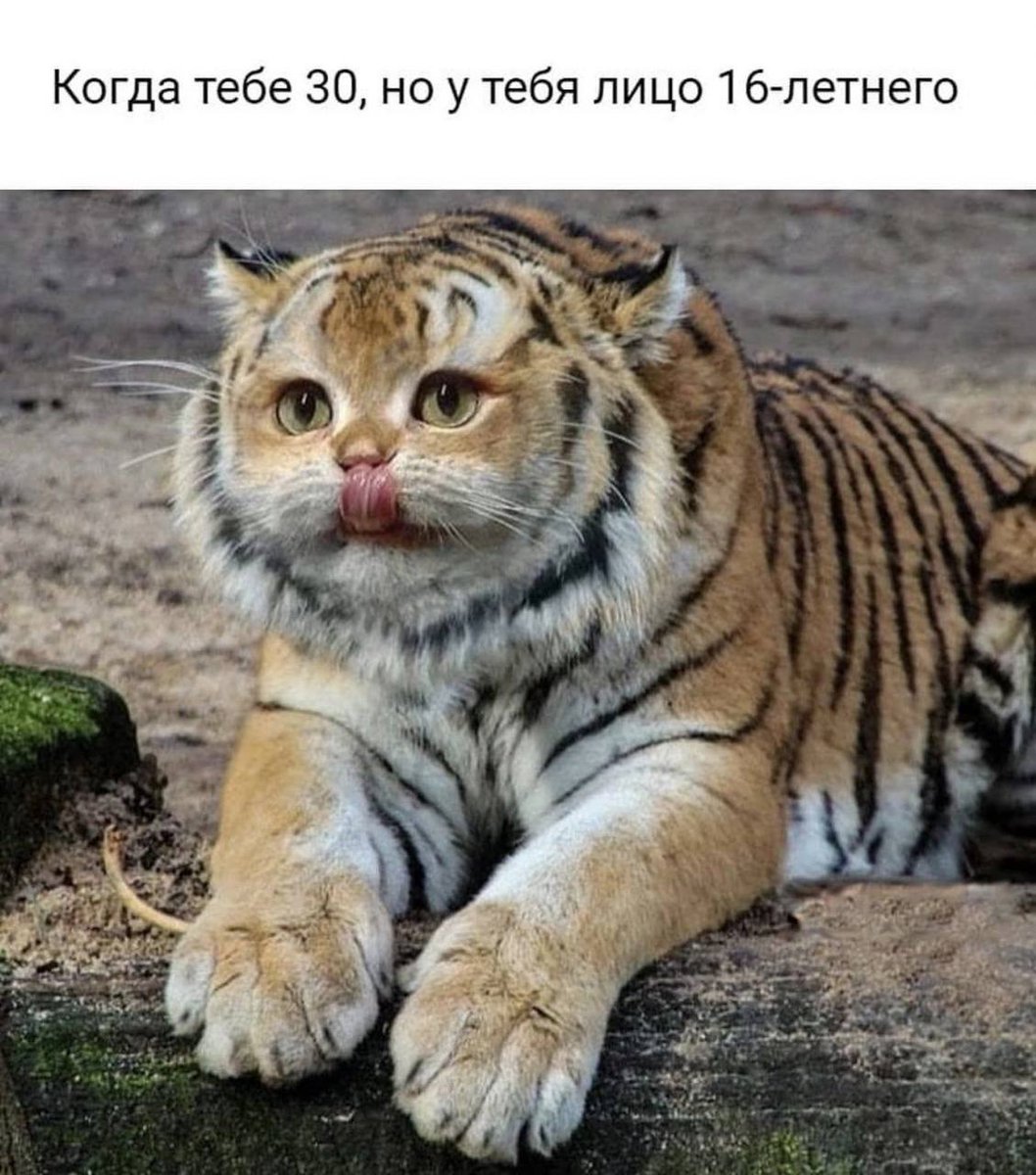 RussianMemesLtd's tweet photo. when you're 30, but you have the face of a 16 year old https://t.co/TxPSgPImYu