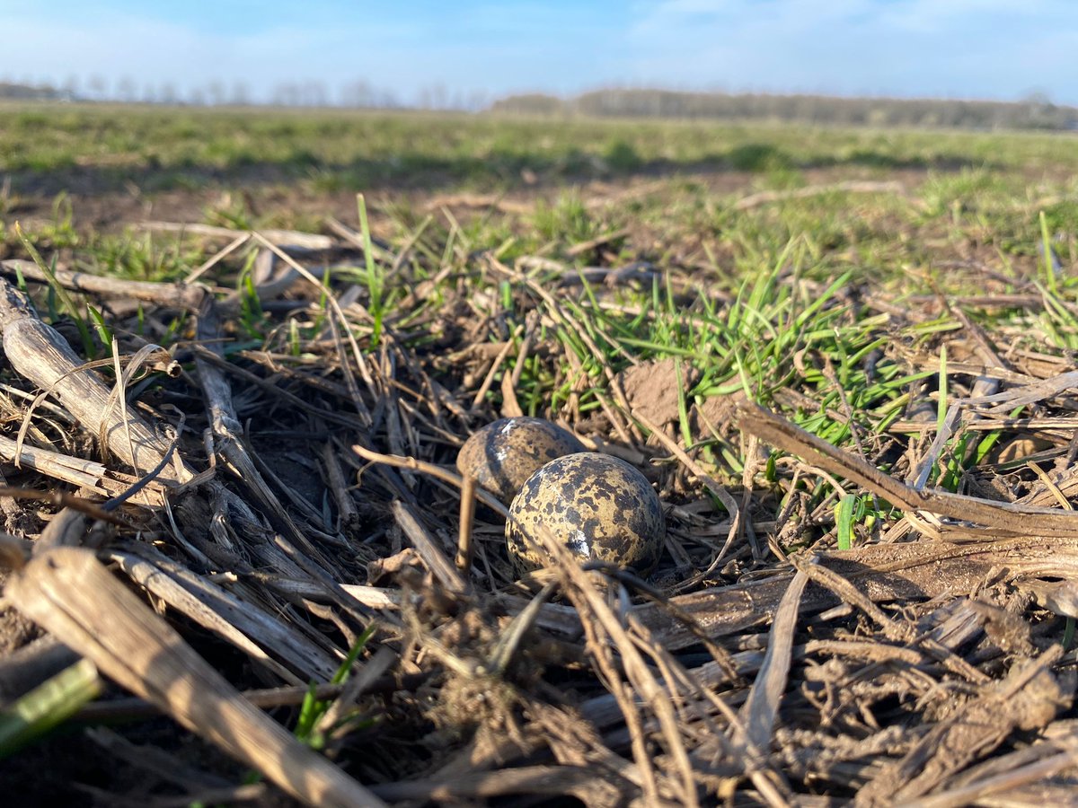 Op een oude aardappelakker in de #Broeklanden (#Sleen) is vandaag om 15.13u het 1e Drentse #kievitsei gevonden! Vrijwilliger Jan Pier Cleveringa heeft zijn vondst gemeld, collega Erwin Bruulsema heeft bevestigd dat het om een vers ei gaat. Het #boerenlandvogelseizoen is begonnen!