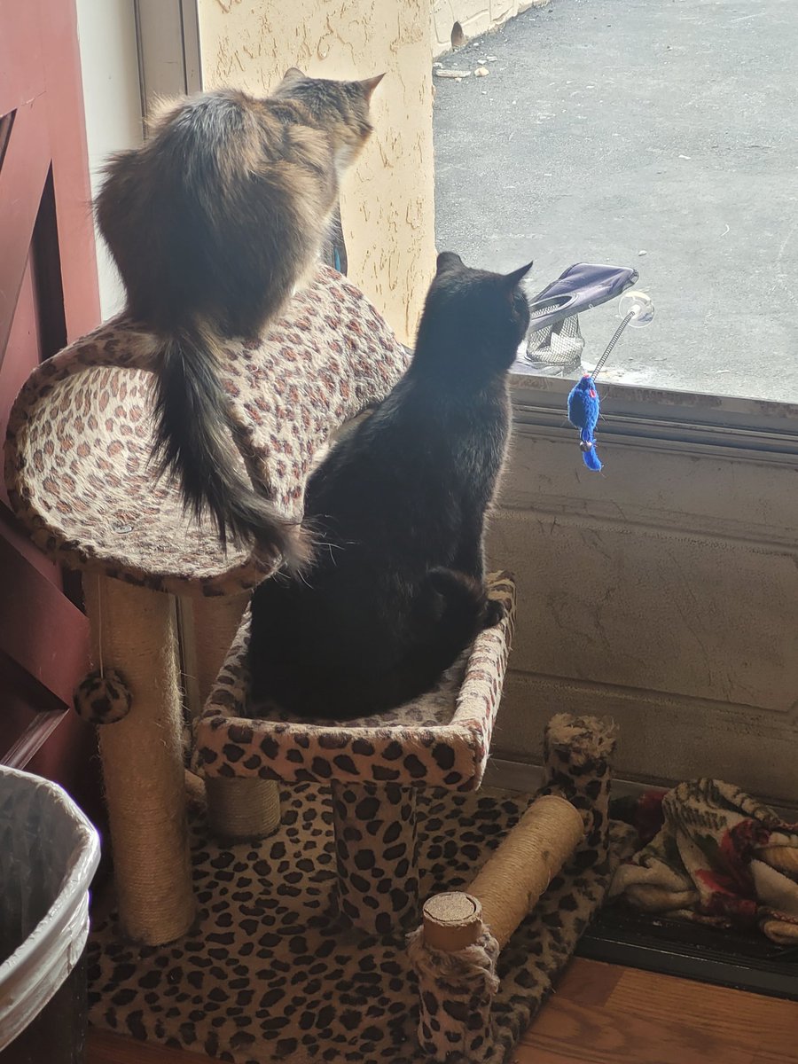 lynnslagle42's tweet photo. A cold (25°) today. It was 60° Friday 😑 anyway, neighborhood watch is happening and even Bernadette joined in. #edgarsfamily #neighborhoodwatch #familythatspiestogetherstaystogether #coldtodaybutstillneedtobenosey #nohoodlumsorhussies #itscoldma #gladweinside #babyitscoldoutside https://t.co/CDjIXO6N1i