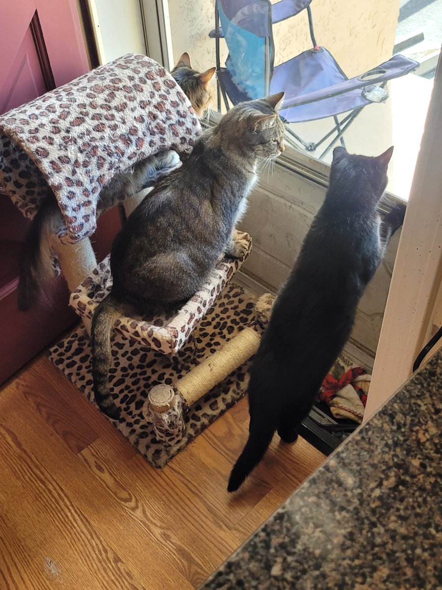lynnslagle42's tweet photo. A cold (25°) today. It was 60° Friday 😑 anyway, neighborhood watch is happening and even Bernadette joined in. #edgarsfamily #neighborhoodwatch #familythatspiestogetherstaystogether #coldtodaybutstillneedtobenosey #nohoodlumsorhussies #itscoldma #gladweinside #babyitscoldoutside https://t.co/CDjIXO6N1i