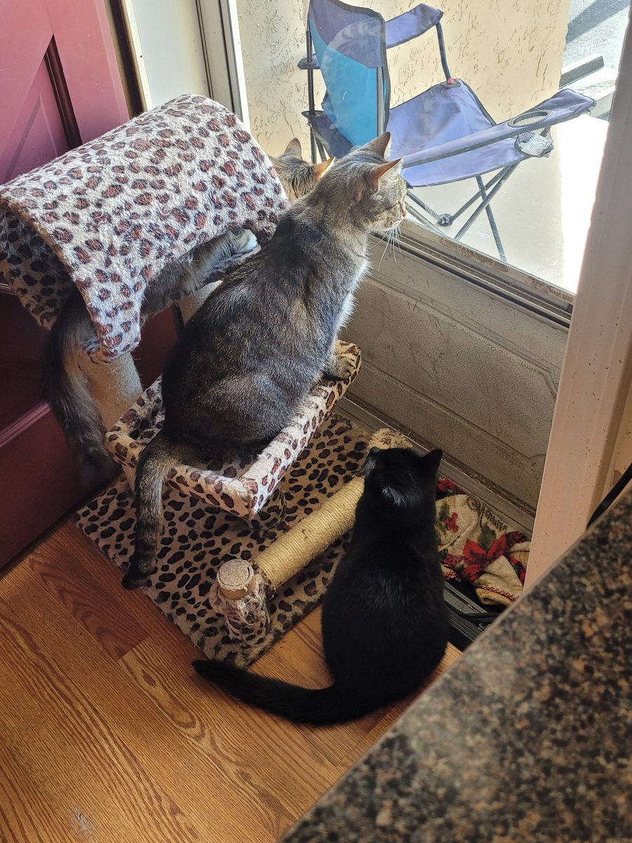 lynnslagle42's tweet photo. A cold (25°) today. It was 60° Friday 😑 anyway, neighborhood watch is happening and even Bernadette joined in. #edgarsfamily #neighborhoodwatch #familythatspiestogetherstaystogether #coldtodaybutstillneedtobenosey #nohoodlumsorhussies #itscoldma #gladweinside #babyitscoldoutside https://t.co/CDjIXO6N1i