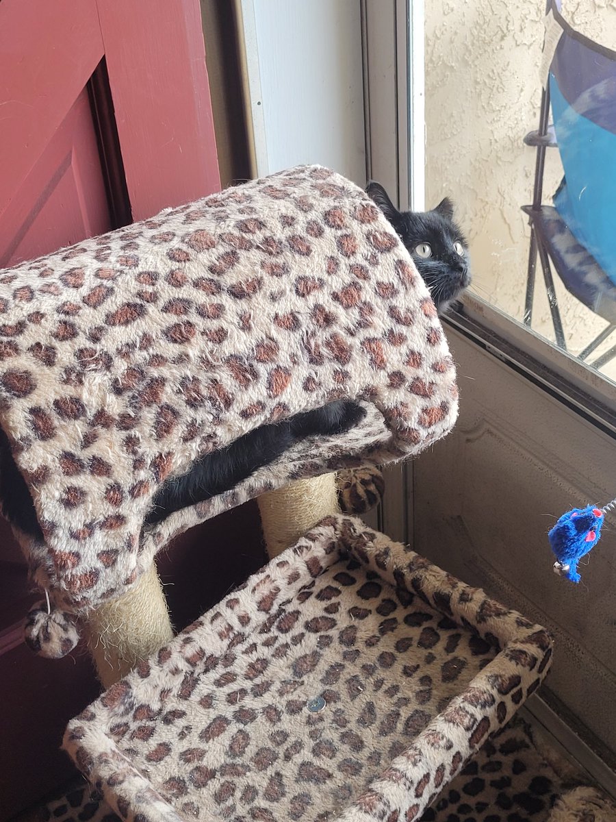 lynnslagle42's tweet photo. A cold (25°) today. It was 60° Friday 😑 anyway, neighborhood watch is happening and even Bernadette joined in. #edgarsfamily #neighborhoodwatch #familythatspiestogetherstaystogether #coldtodaybutstillneedtobenosey #nohoodlumsorhussies #itscoldma #gladweinside #babyitscoldoutside https://t.co/CDjIXO6N1i