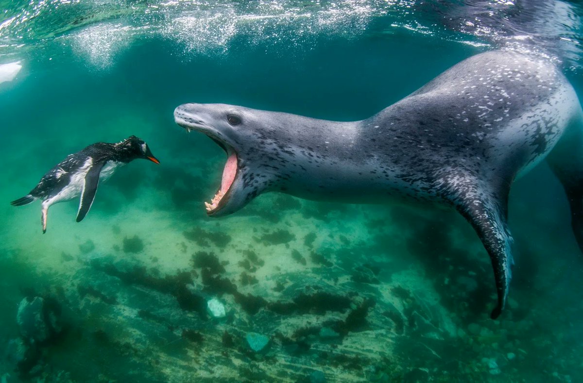 MarshaCollier's tweet photo. The Winners Of The 2021 World Nature Photography Are Extraordinary

The 2021 World Nature Photography Awards were announced this week and the winning entries are spectacular

https://t.co/Orkm7H2fw3 https://t.co/NDHA1nVY5h