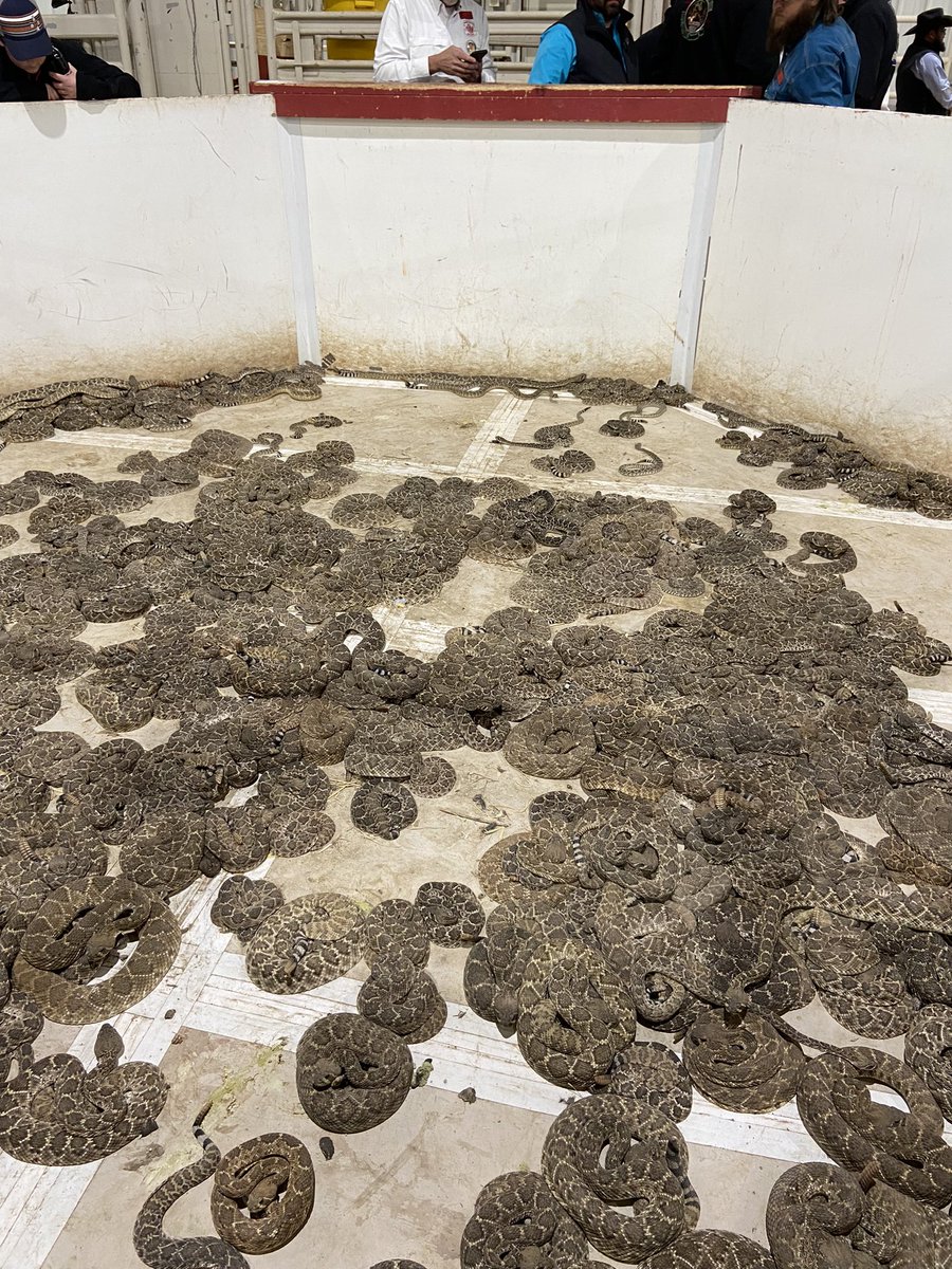 Railey Silhan tweet media