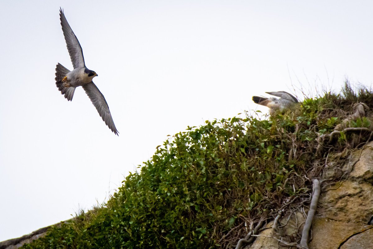 Wjj66W's tweet image. Lucky enough to see a pair of Peregrines at the beginning of their breading season today, image taken with a 500mm lens from a long distant away as it would be an offence to disturb these beautiful section 1 protected birds. @birdsinwales #BirdsofPray. #WildWales @IoloWilliams2