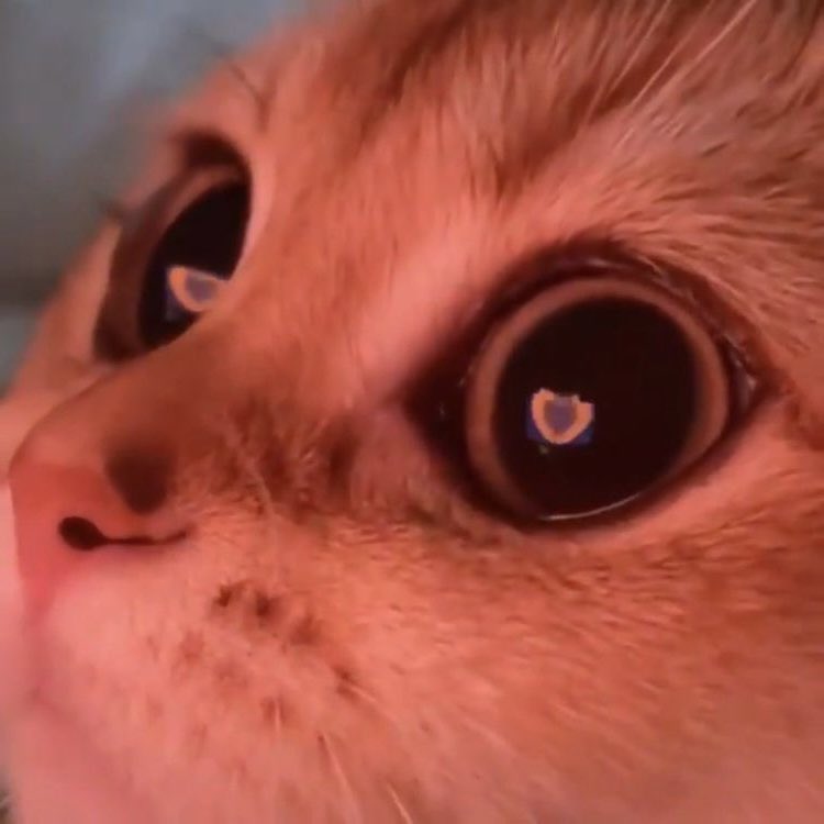 คิม (@exkimjsterx) on Twitter photo 