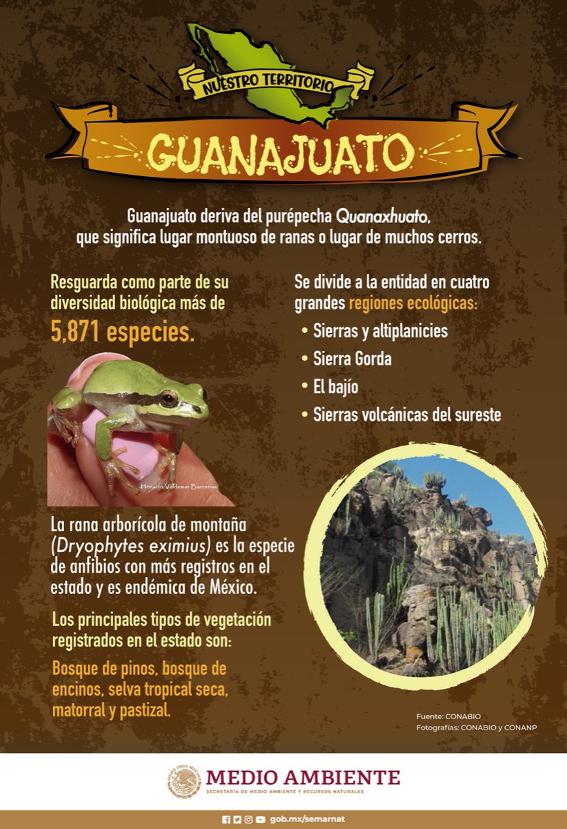 SEMARNAT_mx's tweet photo. #SabíasQue

📌 Según #Enciclovida, la rana arborícola de montaña (Dryophytes eximius), endémica de México, es la especie de anfibios con más registros en el estado de #Guanajuato. ⛰️🐸🍃👇🏽

Descubramos junt@s #NuestroTerritorio. https://t.co/8E81fNAXgW