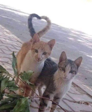 favlovescats's tweet photo. mei from turning red loves cats! https://t.co/4GMn8etmkc