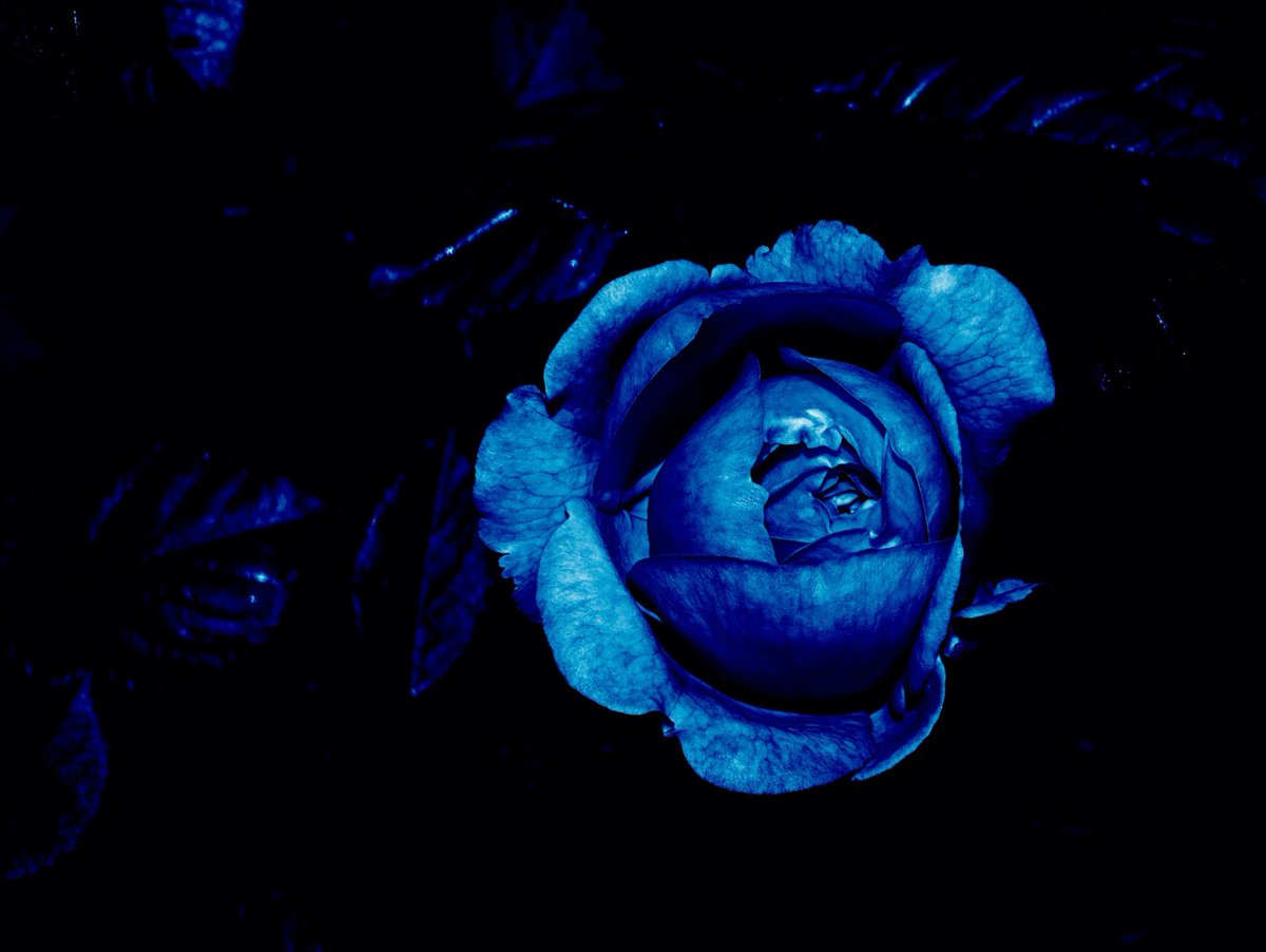 DorotheeNft's tweet photo. 'Midnight  Beauty'

My first NFT on @foundation 

🌹💙🖤

https://t.co/TEaI9qBcnJ https://t.co/ZujSPE7JLd