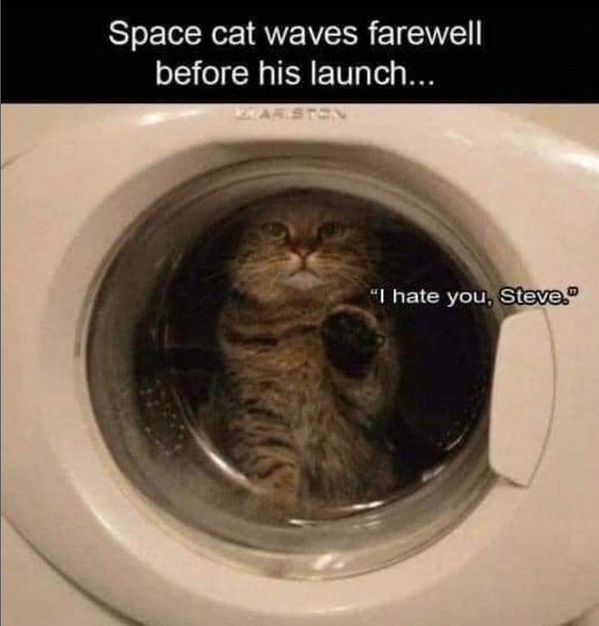 DashHxtchner's tweet photo. I NEED YOUR HELP. This acct continually posts memes like the one below that can threaten cats' lives. We all know people are stupid AF and will try this to get 'that picture' &amp; this CAN kill a cat.
PLEASE go to:   cattosbeingcattos
Click on this pic on the acct
click on REPORT > https://t.co/uqqlIvwVG6